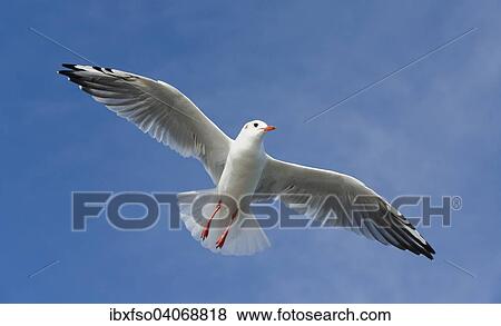 "Black-headed Gull (Larus ridibundus, Chroicocephalus ridibundus), in flight, Mecklenburg-Western Pomerania, Germany, Europe" View Large Photo Image Stock Photo - "Black-headed Gull (Larus ridibundus, Chroicocephalus ridibundus), in flight, Mecklenburg-Western Pomerania, Germany, Europe". Fotosearch