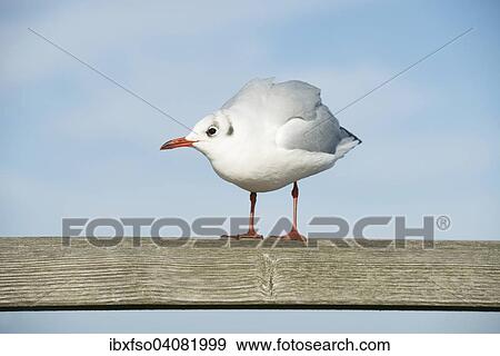 "Black-headed Gull (Larus ridibundus, Chroicocephalus ridibundus) standing on a railing, Mecklenburg-Western Pomerania, Germany, Europe" View Large Photo Image Stock Photo - "Black-headed Gull (Larus ridibundus, Chroicocephalus ridibundus) standing on a railing, Mecklenburg-Western Pomerania, Germany, Europe". Fotosearch