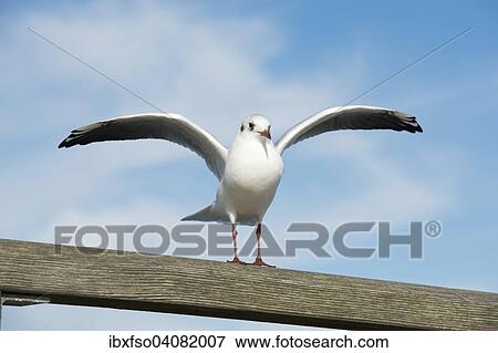Stock Photo - "Black-headed Gull (Larus ridibundus, Chroicocephalus ridibundus) standing with spread wings on a railing, Mecklenburg-Western Pomerania, Germany, Europe". Fotosearch
