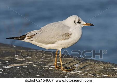 "Black-headed gull (Larus ridibundus), immature, first winter, Bonn, North Rhine-Westphalia, Germany, Europe" View Large Photo Image Stock Photo - "Black-headed gull (Larus ridibundus), immature, first winter, Bonn, North Rhine-Westphalia, Germany, Europe". Fotosearch