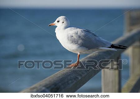"Black-headed Gull (Larus ridibundus, Chroicocephalus ridibundus), perched on the railing of Prerow Pier, Mecklenburg-Western Pomerania, Germany, Europe" View Large Photo Image Stock Photograph - "Black-headed Gull (Larus ridibundus, Chroicocephalus ridibundus), perched on the railing of Prerow Pier, Mecklenburg-Western Pomerania, Germany, Europe". Fotosearch