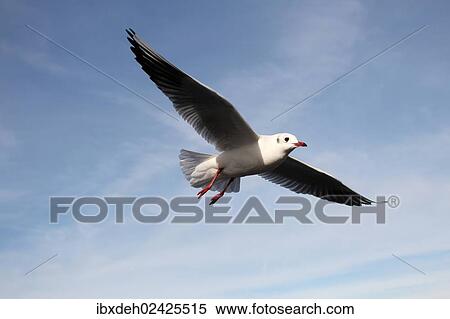 "Black-headed gull (Larus ridibundus), in non-breeding plumage, in flight, Bavaria, Germany, Europe" View Large Photo Image Stock Photography - "Black-headed gull (Larus ridibundus), in non-breeding plumage, in flight, Bavaria, Germany, Europe". Fotosearch