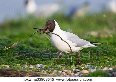 "Black-headed Gull (Larus ridibundus) with nesting material, Texel, province of North Holland, Holland, The Netherlands, Europe" View Large Photo Image Stock Photography - "Black-headed Gull (Larus ridibundus) with nesting material, Texel, province of North Holland, Holland, The Netherlands, Europe". Fotosearch