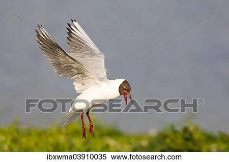 "Black-headed Gull (Larus ridibundus), in flight, Texel, North Holland, The Netherlands, Europe" View Large Photo Image Stock Photography - "Black-headed Gull (Larus ridibundus), in flight, Texel, North Holland, The Netherlands, Europe". Fotosearch