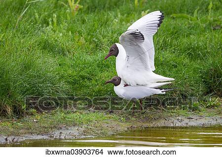 "Black-headed Gulls (Larus ridibundus), mating, Texel, North Holland, The Netherlands, Europe" View Large Photo Image Picture - "Black-headed Gulls (Larus ridibundus), mating, Texel, North Holland, The Netherlands, Europe". Fotosearch