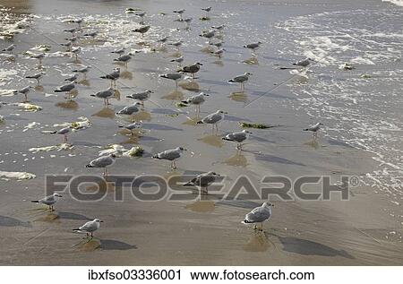 "Black-headed gulls (Larus ridibundus, Chroicocephalus ridibundus) and herring gulls (Larus argentatus) on a Baltic Sea beach, Mecklenburg-Western Pomerania, Germany, Europe" View Large Photo Image Stock Image - "Black-headed gulls (Larus ridibundus, Chroicocephalus ridibundus) and herring gulls (Larus argentatus) on a Baltic Sea beach, Mecklenburg-Western Pomerania, Germany, Europe". Fotosearch