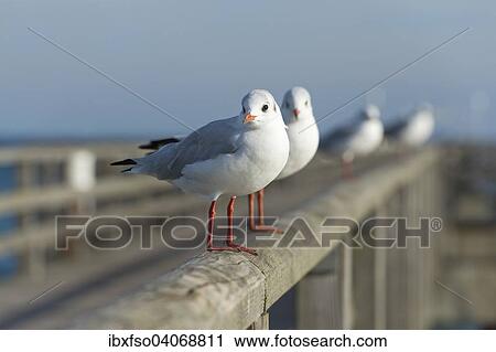 "Black-headed Gulls (Larus ridibundus, Chroicocephalus ridibundus), perched on a handrail of Prerow Pier, Mecklenburg-Western Pomerania, Germany, Europe" View Large Photo Image Stock Image - "Black-headed Gulls (Larus ridibundus, Chroicocephalus ridibundus), perched on a handrail of Prerow Pier, Mecklenburg-Western Pomerania, Germany, Europe". Fotosearch