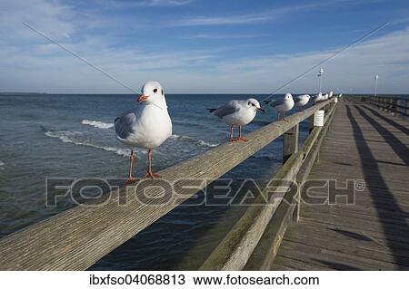 "Black-headed Gulls (Larus ridibundus, Chroicocephalus ridibundus), perched on a handrail of Prerow Pier, Mecklenburg-Western Pomerania, Germany, Europe" View Large Photo Image Stock Image - "Black-headed Gulls (Larus ridibundus, Chroicocephalus ridibundus), perched on a handrail of Prerow Pier, Mecklenburg-Western Pomerania, Germany, Europe". Fotosearch
