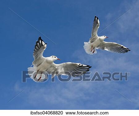 Stock Image - "Black-headed Gulls (Larus ridibundus, Chroicocephalus ridibundus), in flight, Mecklenburg-Western Pomerania, Germany, Europe". Fotosearch