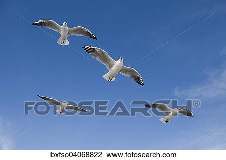"Black-headed Gulls (Larus ridibundus, Chroicocephalus ridibundus), in flight, Mecklenburg-Western Pomerania, Germany, Europe" View Large Photo Image Stock Image - "Black-headed Gulls (Larus ridibundus, Chroicocephalus ridibundus), in flight, Mecklenburg-Western Pomerania, Germany, Europe". Fotosearch