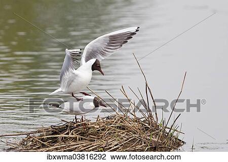 "Black-headed gulls (Larus ridibundus), mating, Munster, North Rhine-Westphalia, Germany, Europe" View Large Photo Image Stock Image - "Black-headed gulls (Larus ridibundus), mating, Munster, North Rhine-Westphalia, Germany, Europe". Fotosearch