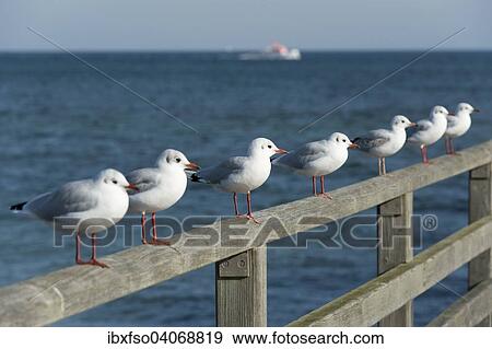 "Black-headed Gulls (Larus ridibundus, Chroicocephalus ridibundus), perched on a handrail of Prerow Pier, Mecklenburg-Western Pomerania, Germany, Europe" View Large Photo Image Stock Photo - "Black-headed Gulls (Larus ridibundus, Chroicocephalus ridibundus), perched on a handrail of Prerow Pier, Mecklenburg-Western Pomerania, Germany, Europe". Fotosearch