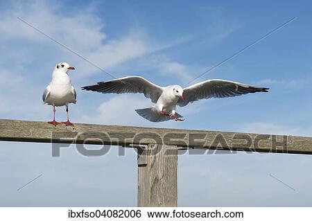 "Black-headed gulls (Larus ridibundus, Chroicocephalus ridibundus) standing on a railing and starting, Mecklenburg-Western Pomerania, Germany, Europe" View Large Photo Image Stock Photograph - "Black-headed gulls (Larus ridibundus, Chroicocephalus ridibundus) standing on a railing and starting, Mecklenburg-Western Pomerania, Germany, Europe". Fotosearch