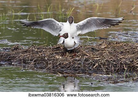 "Black-headed gulls (Larus ridibundus) mating, North Rhine-Westphalia, Germany, Europe" View Large Photo Image Stock Photograph - "Black-headed gulls (Larus ridibundus) mating, North Rhine-Westphalia, Germany, Europe". Fotosearch