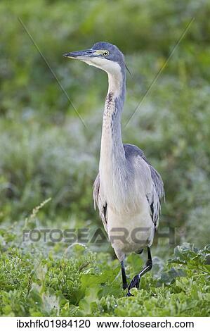 Stock Image - "Black-headed heron (Ardea melanocephala) at Addo Elephant Park, South Africa, Africa". Fotosearch