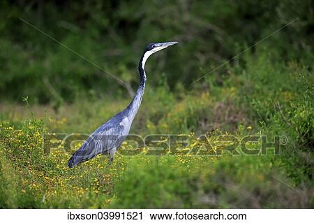 "Black-headed Heron (Ardea melanocephala), adult, foraging, Addo Elephant National Park, Eastern Cape, South Africa, Africa" View Large Photo Image Stock Image - "Black-headed Heron (Ardea melanocephala), adult, foraging, Addo Elephant National Park, Eastern Cape, South Africa, Africa". Fotosearch