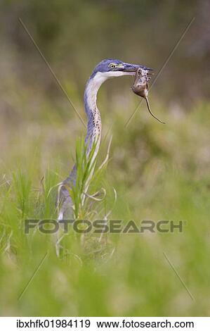 "Black-headed heron (Ardea melanocephala) at Addo Elephant Park, South Africa, Africa" View Large Photo Image Stock Photo - "Black-headed heron (Ardea melanocephala) at Addo Elephant Park, South Africa, Africa". Fotosearch