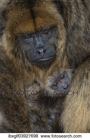 "Black Howler (Alouatta caraya), female with young, captive, Western Cape Province, South Africa, Africa" View Large Photo Image Stock Photo - "Black Howler (Alouatta caraya), female with young, captive, Western Cape Province, South Africa, Africa". Fotosearch