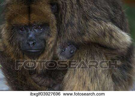 "Black Howler (Alouatta caraya), female with young, captive, Western Cape Province, South Africa, Africa" View Large Photo Image Stock Photograph - "Black Howler (Alouatta caraya), female with young, captive, Western Cape Province, South Africa, Africa". Fotosearch