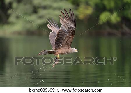 "Black Kite (Milvus migrans) flying with a captured fish over a lake, Mecklenburg-Western Pomerania, Germany, Europe" View Large Photo Image Stock Photography - "Black Kite (Milvus migrans) flying with a captured fish over a lake, Mecklenburg-Western Pomerania, Germany, Europe". Fotosearch