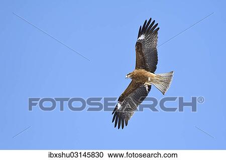 "Black Kite (Milvus migrans) in flight with fish in its talons, viewed from below, Kushiro-Shitsugen-Nationalpark, Kushiro, Hokkaido, Japan, Asia" View Large Photo Image Stock Image - "Black Kite (Milvus migrans) in flight with fish in its talons, viewed from below, Kushiro-Shitsugen-Nationalpark, Kushiro, Hokkaido, Japan, Asia". Fotosearch