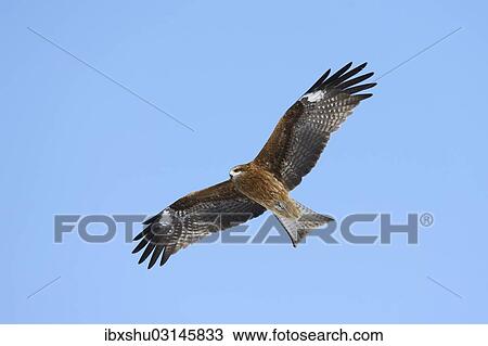 "Black Kite (Milvus migrans) in flight, viewed from below, Kushiro-Shitsugen-Nationalpark, Kushiro, Hokkaido, Japan, Asia" View Large Photo Image Stock Image - "Black Kite (Milvus migrans) in flight, viewed from below, Kushiro-Shitsugen-Nationalpark, Kushiro, Hokkaido, Japan, Asia". Fotosearch