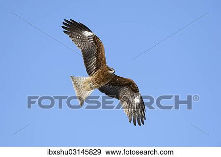 "Black Kite (Milvus migrans) in flight, viewed from below, Kushiro-Shitsugen-Nationalpark, Kushiro, Hokkaido, Japan, Asia" View Large Photo Image Stock Photo - "Black Kite (Milvus migrans) in flight, viewed from below, Kushiro-Shitsugen-Nationalpark, Kushiro, Hokkaido, Japan, Asia". Fotosearch
