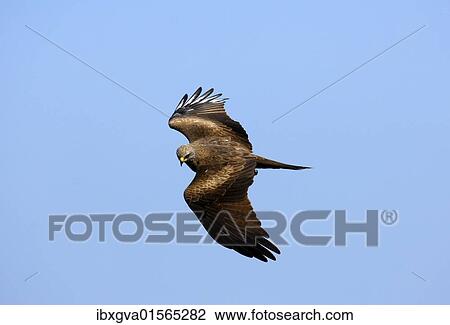 Black Kite (Milvus migrans in) flying View Large Photo Image Stock Image - Black Kite (Milvus migrans in) flying. Fotosearch