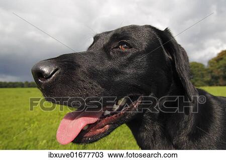 "Black Labrador Retriever dog (Canis lupus familiaris) portrait, male, domestic dog" View Large Photo Image Stock Image - "Black Labrador Retriever dog (Canis lupus familiaris) portrait, male, domestic dog". Fotosearch