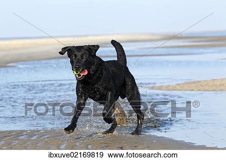 "Black Labrador Retriever dog (Canis lupus familiaris), male dog with a ball on the beach, dog breed" View Large Photo Image Stock Photo - "Black Labrador Retriever dog (Canis lupus familiaris), male dog with a ball on the beach, dog breed". Fotosearch