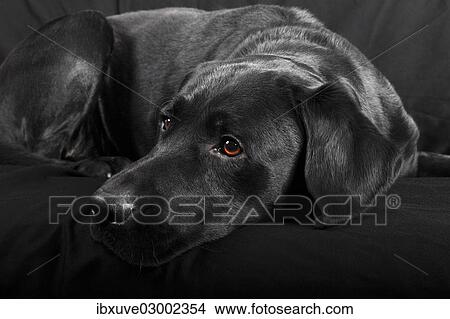 "Black Labrador Retriever dog, male, Germany, Europe" View Large Photo Image Picture - "Black Labrador Retriever dog, male, Germany, Europe". Fotosearch