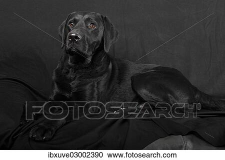 "Black Labrador Retriever dog, male, Germany, Europe" View Large Photo Image Stock Image - "Black Labrador Retriever dog, male, Germany, Europe". Fotosearch