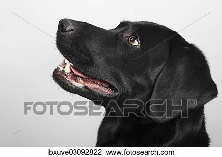 "Black Labrador Retriever dog, male, portrait, Germany, Europe" View Large Photo Image Stock Image - "Black Labrador Retriever dog, male, portrait, Germany, Europe". Fotosearch