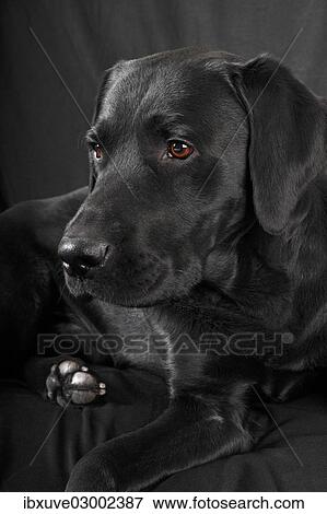 "Black Labrador Retriever dog, male, Germany, Europe" View Large Photo Image Stock Photo - "Black Labrador Retriever dog, male, Germany, Europe". Fotosearch