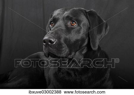 Stock Photo - "Black Labrador Retriever dog, male, Germany, Europe". Fotosearch