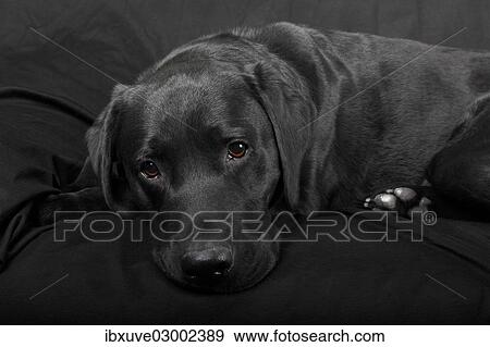 "Black Labrador Retriever dog, male, Germany, Europe" View Large Photo Image Stock Photo - "Black Labrador Retriever dog, male, Germany, Europe". Fotosearch
