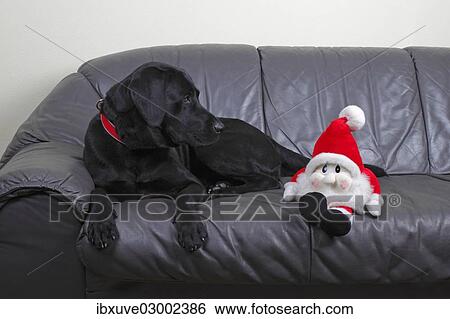 "Black Labrador Retriever dog, male, looking at a Santa Claus puppet lying on a leather sofa next to him, Germany, Europe" View Large Photo Image Stock Photograph - "Black Labrador Retriever dog, male, looking at a Santa Claus puppet lying on a leather sofa next to him, Germany, Europe". Fotosearch