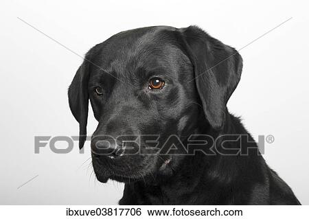 "Black Labrador Retriever dog, male, portrait" View Large Photo Image Stock Photograph - "Black Labrador Retriever dog, male, portrait". Fotosearch