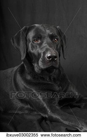 Stock Photography - "Black Labrador Retriever dog, male, Germany, Europe". Fotosearch