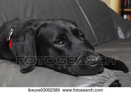 "Black Labrador Retriever dog, male, lying on a leather sofa in a living room, Germany, Europe" View Large Photo Image Stock Photography - "Black Labrador Retriever dog, male, lying on a leather sofa in a living room, Germany, Europe". Fotosearch