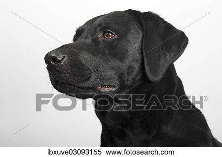 "Black Labrador Retriever dog, male, portrait, Germany, Europe" View Large Photo Image Stock Photography - "Black Labrador Retriever dog, male, portrait, Germany, Europe". Fotosearch
