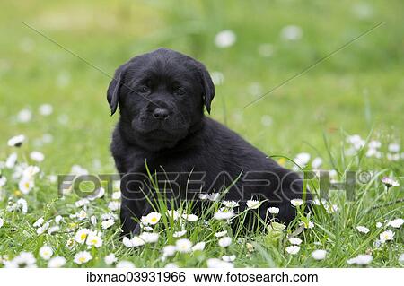 Stock Photograph - Black Labrador Retriever puppy. Fotosearch
