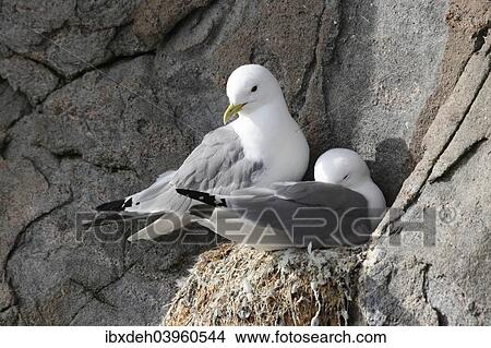 Picture - "Black-legged kittiwake (Rissa tridactyla) on nest, bird cliffs, Ekkeroy, Varanger, Norway, Europe". Fotosearch