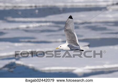 "Black-legged Kittiwake (Rissa tridactyla) in flight, Hinlopen Strait, Svalbard Archipelago, Arctic Norway, Europe" View Large Photo Image Stock Photo - "Black-legged Kittiwake (Rissa tridactyla) in flight, Hinlopen Strait, Svalbard Archipelago, Arctic Norway, Europe". Fotosearch