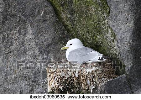 "Black-legged kittiwake (Rissa tridactyla) on nest, bird cliffs, Ekkeroy, Varanger, Norway, Europe" View Large Photo Image Stock Photography - "Black-legged kittiwake (Rissa tridactyla) on nest, bird cliffs, Ekkeroy, Varanger, Norway, Europe". Fotosearch