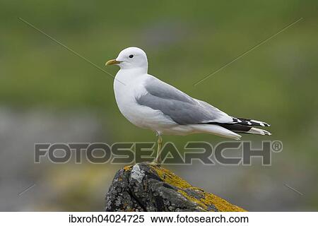 "Black-legged kittiwake (Rissa tridactyla), Runde, More og Romsdal, Norway, Europe" View Large Photo Image Stock Photography - "Black-legged kittiwake (Rissa tridactyla), Runde, More og Romsdal, Norway, Europe". Fotosearch