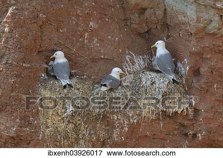 Stock Photo - "Black-legged Kittiwakes or Kittiwake Gulls (Rissa tridactyla), Heligoland, Schleswig-Holstein, Germany, Europe". Fotosearch