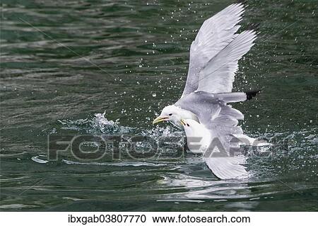 "Black-legged Kittiwakes (Rissa tridactyla) fighting, Chukotka, Russia, Europe" View Large Photo Image Stock Image - "Black-legged Kittiwakes (Rissa tridactyla) fighting, Chukotka, Russia, Europe". Fotosearch