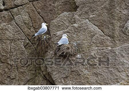 "Black-legged Kittiwakes (Rissa tridactyla), nesting, Chukotka, Russia, Europe" View Large Photo Image Stock Image - "Black-legged Kittiwakes (Rissa tridactyla), nesting, Chukotka, Russia, Europe". Fotosearch