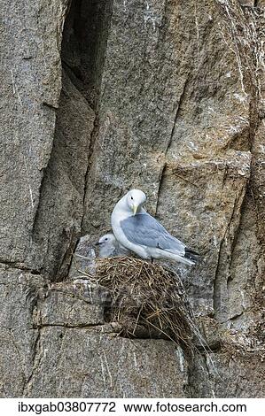 "Black-legged Kittiwakes (Rissa tridactyla), adult and chick perched on the nest, Chukotka, Russia, Europe" View Large Photo Image Stock Image - "Black-legged Kittiwakes (Rissa tridactyla), adult and chick perched on the nest, Chukotka, Russia, Europe". Fotosearch